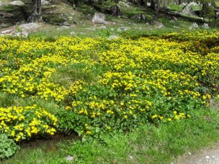 fioritura primaverile
