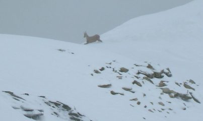 incontri in vetta