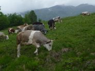 mucche alla luvatera