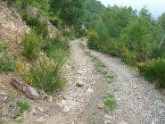 discesa a pian ruschietto tra le ginestre in fiore