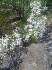 fiori  sul Piovano