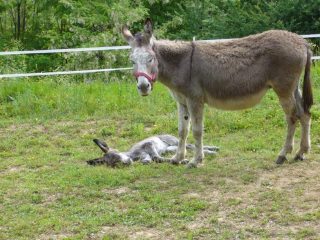 Mamma Asina con cucciolo