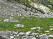 camosci al pian della casa