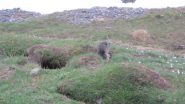 marmotta incontrata alla partenza
