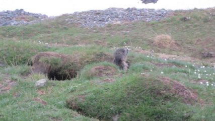 marmotta incontrata alla partenza