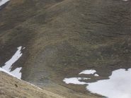 l'arrivo al colle con marmotta in primo piano a sinistra