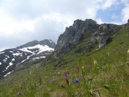 fioritura sulle pendici della cima