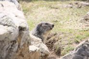 marmotta