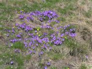 prati di viole in discesa dalla Laisse'