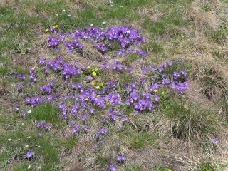 prati di viole in discesa dalla Laisse'