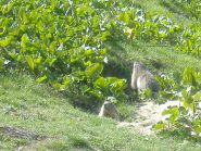 marmotte