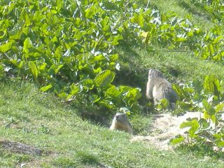 marmotte