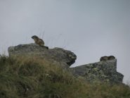 Marmotte in siesta