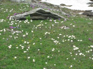 Fioritura all'Alpe Orletto