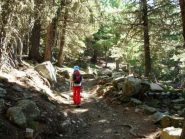 nel bosco misto di larice e cembreo il sole entra a fatica; chissà che sballo scendere in slittino ... prossimamente ...