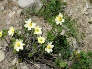 dopo la neve i fiori.....