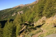 salendo nel bosco verso la conca di By (28-5-2011)