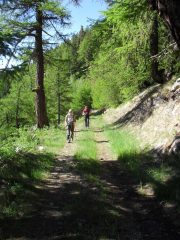 sulla poderale lungo il bosco  di conifere