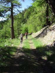 sulla poderale lungo il bosco  di conifere