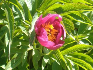 Una delle ultime mitiche peonie del Generoso