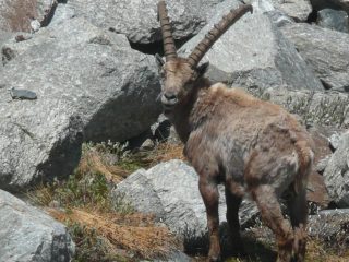 Padrone di casa