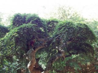 Fo d'Umbrela 1