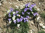 fiori