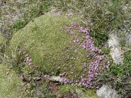 fiori al colle Lausa