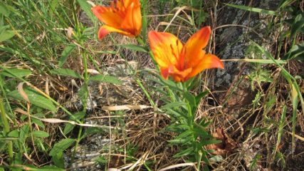 gigli di San Giovanni in punta