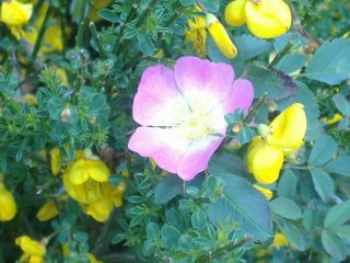 Rosa selvatica