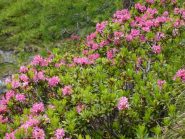 rododendri