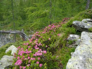 rododendri in fiore