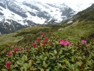 Rododendri in fiore