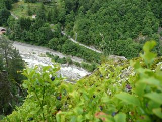 Mirtilli maturi in alto 