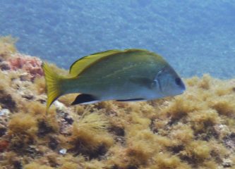 Corvina