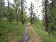 12 - la strada nel bosco tra Colle Begino e Chabaud