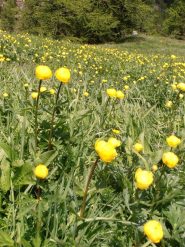 01 - fioritura sopra Chabaud