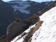 loro si godono il sole!!