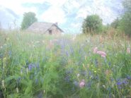 Fioritura sul sentiero