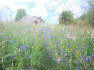 Fioritura sul sentiero