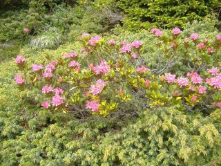 rododendri