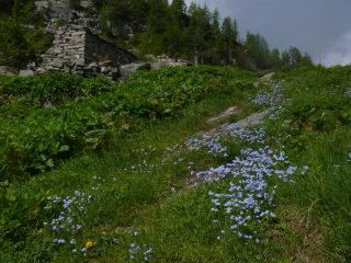 fioritura all'alpe liliet