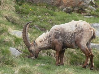11 - stambecco ai casolari dell'Herbetet