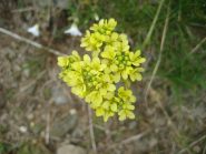 Biscutella Laevigata