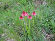 Nigritella rossa