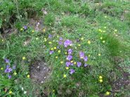 Dieghi...Flowered