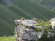 la sentinella