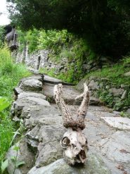 Testa di Cervo
