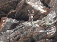 Ma possibile che tutte le domeniche sia la solita storia !!! Chi sono questi intrusi !!!