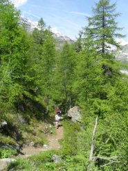 il sentiero si inerpica fra alberi secolari.....